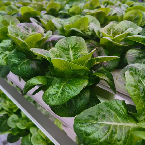 Nft Hydroponic System Complete Lights